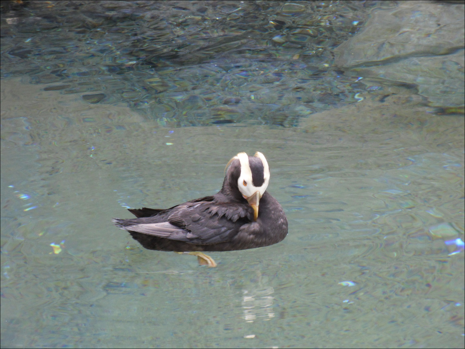 Tacoma, WA-Point Defiance Zoo & Aquarium-tufted puffins